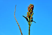 20 INDIAN TRUMPET Flower TREE (Midnight Horror / Broken Bones Plant / Tree of Damocles) Oroxylum Indicum Seeds