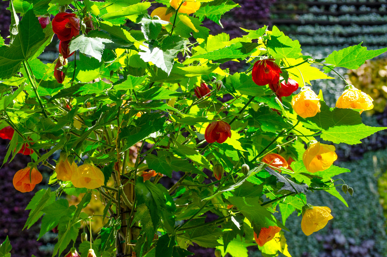 30 Mixed Colors FLOWERING MAPLE (Chinese Bell Flower) Abutilon Hybridum Shrub Bush Small Tree Seeds