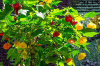 30 Mixed Colors FLOWERING MAPLE (Chinese Bell Flower) Abutilon Hybridum Shrub Bush Small Tree Seeds