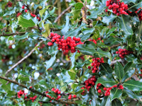 40 AMERICAN HOLLY Ilex Opaca Tree Shrub Evergreen Red Berry Seeds - aka White Holly, Prickly Holly, Christmas Holly, Yule Holly