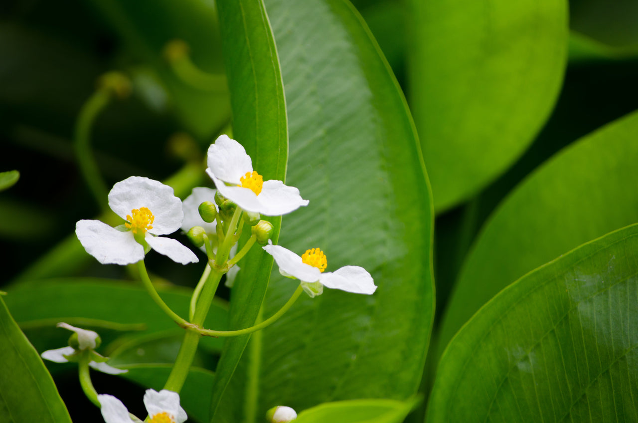 500 White Broadleaf ARROWHEAD Sagittaria Latifolia POND WETLAND Flower Seeds