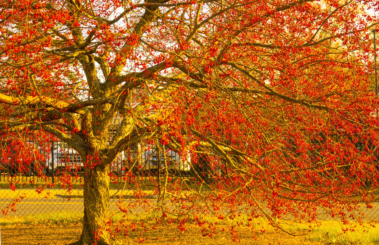 50 WINTERBERRY Holly Ilex Verticillata - Candian Holly / Fever Bush / Black Alder Tree Shrub Red Berry White Flower Seeds