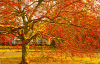 50 WINTERBERRY Holly Ilex Verticillata - Candian Holly / Fever Bush / Black Alder Tree Shrub Red Berry White Flower Seeds