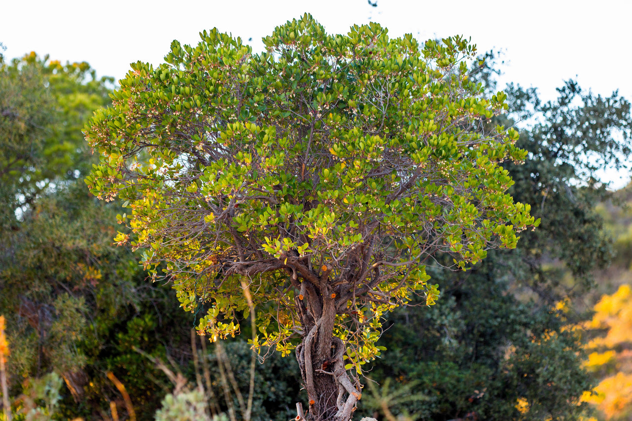 25 STRAWBERRY TREE Edible Red Berry Tree Arbutus Unedo Seeds Irish Killarney