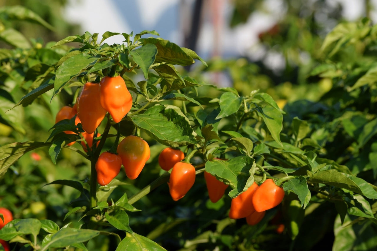 50 Hot ORANGE HABANERO PEPPER Capsicum Chinense Vegetable Seeds