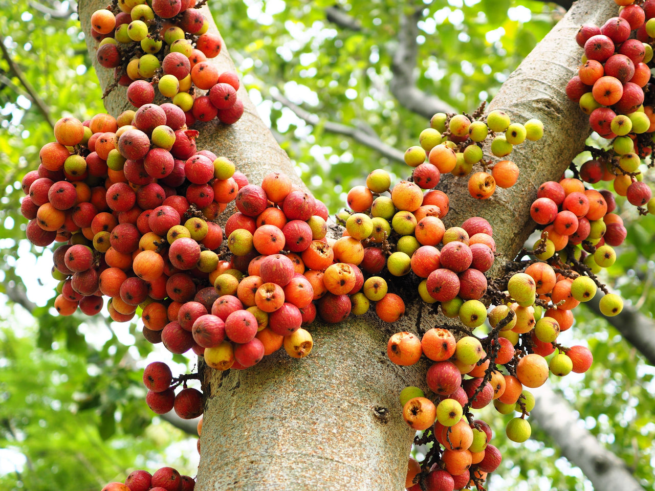 30 CLUSTER FIG Ficus Racemosa Red River Indian Guilar Tree Houseplant Seeds