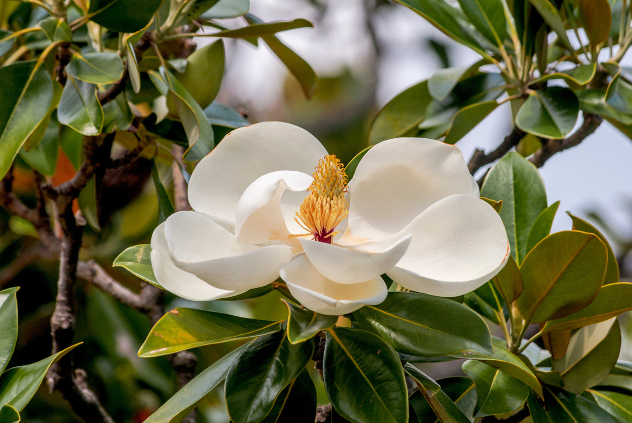 10 SOUTHERN MAGNOLIA TREE 12" White Flowers Native Grandiflora Bull Bay Seeds