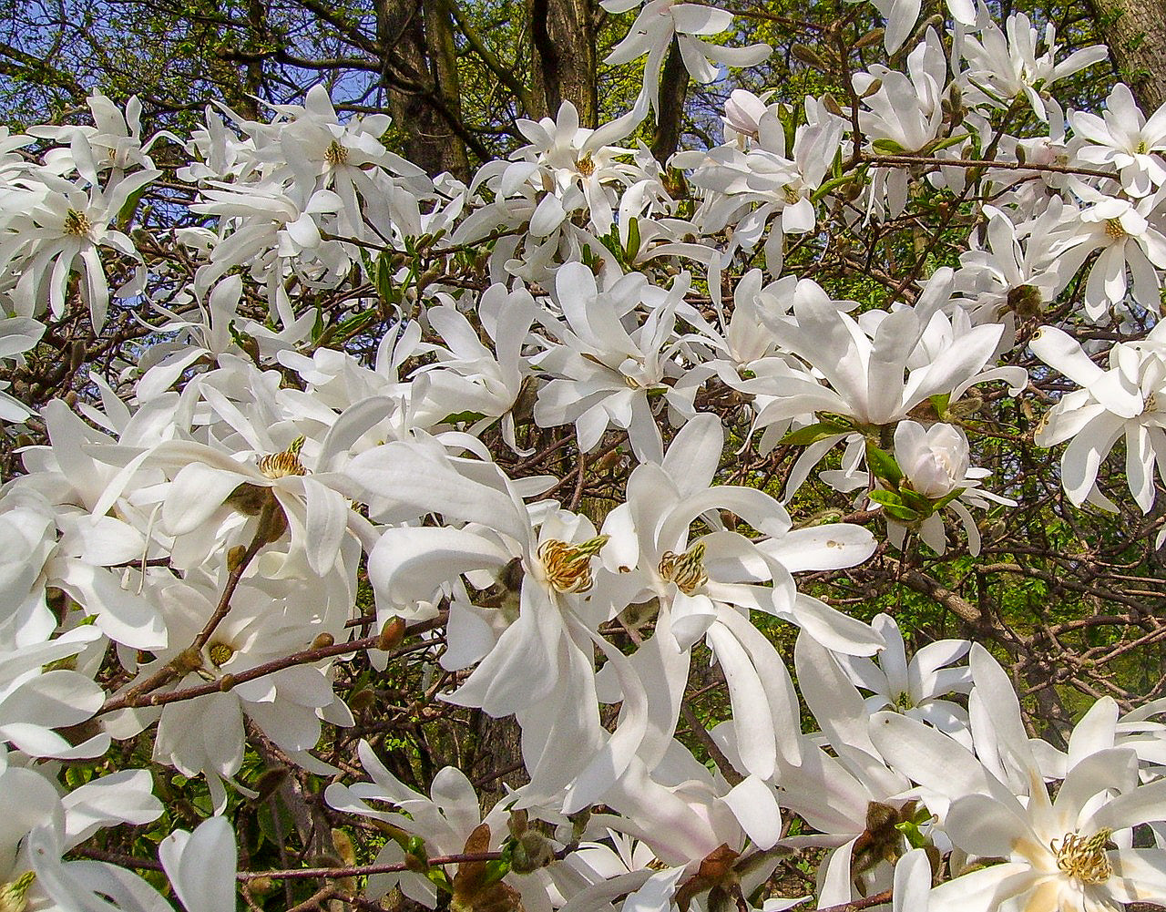 5 STAR MAGNOLIA Stellata TREE Seeds - Fragrant White to Pink Big 4" Wide Flowers