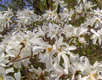 5 STAR MAGNOLIA Stellata TREE Seeds - Fragrant White to Pink Big 4