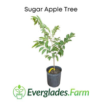 Red Sugar Apple, Sweetsop, Annona Tree