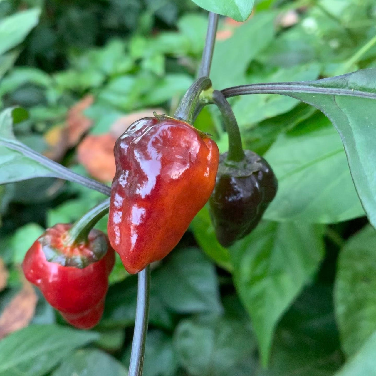 Sunset Sky - Seeds - The Pepper Pantry (Formerly Marie Sharp's)