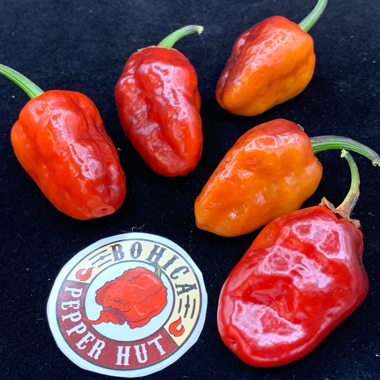 Sunset Sky - Seeds - The Pepper Pantry (Formerly Marie Sharp's)