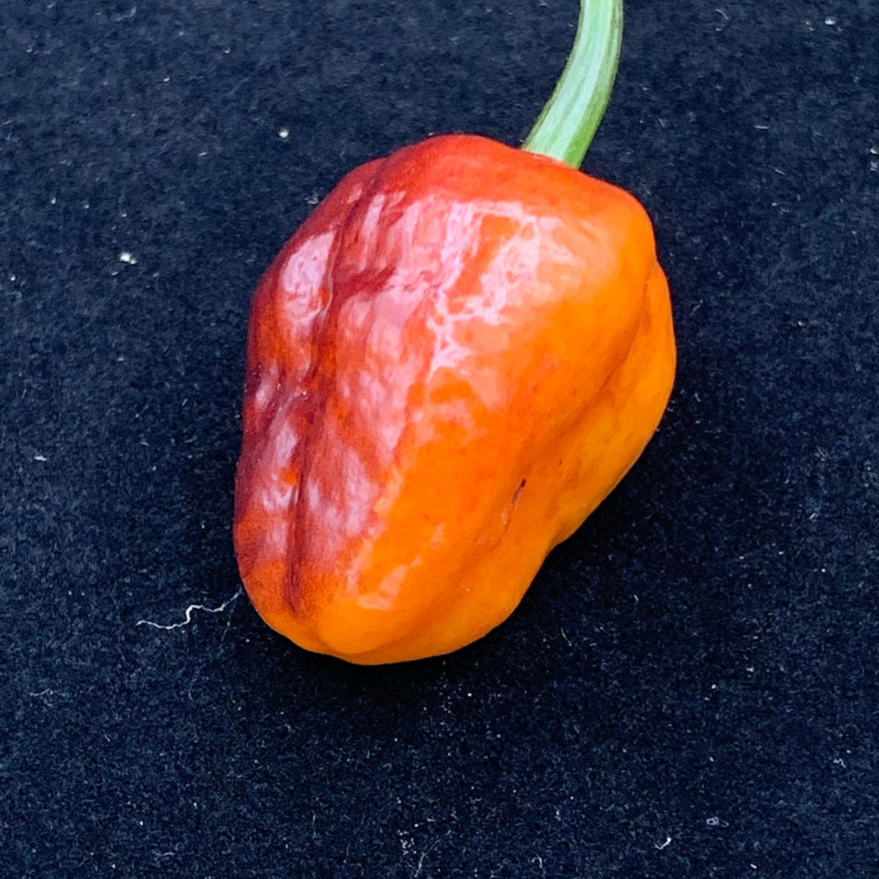 Sunset Sky - Seeds - The Pepper Pantry (Formerly Marie Sharp's)