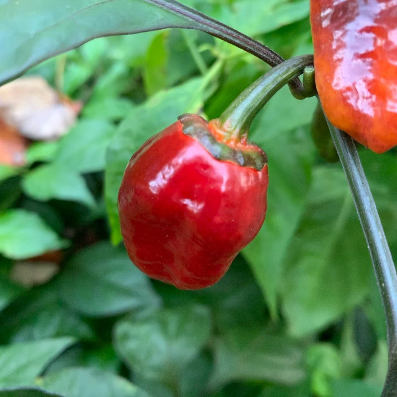 Sunset Sky - Seeds - The Pepper Pantry (Formerly Marie Sharp's)