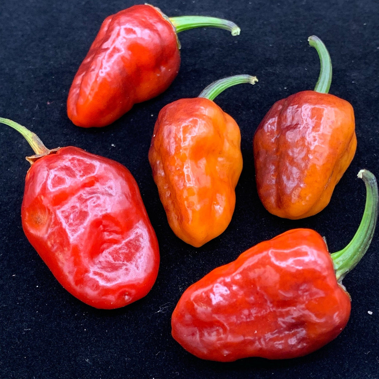 Sunset Sky - Seeds - The Pepper Pantry (Formerly Marie Sharp's)