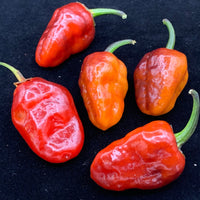 Sunset Sky - Seeds - The Pepper Pantry (Formerly Marie Sharp's)