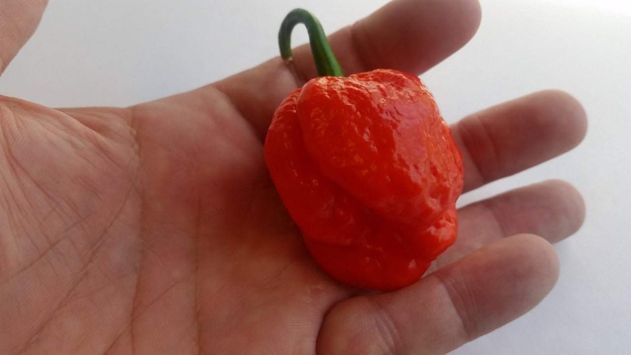 Super Hot Beast - Seeds - The Pepper Pantry (Formerly Marie Sharp's)