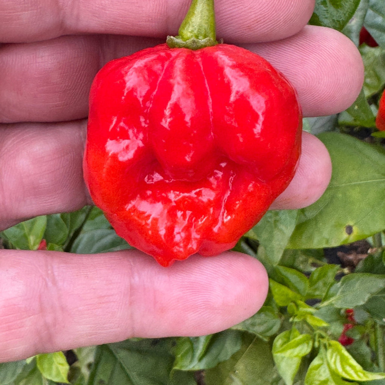 Sweet Moruga - Seeds - The Pepper Pantry (Formerly Marie Sharp's)