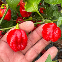 Sweet Moruga - Seeds - The Pepper Pantry (Formerly Marie Sharp's)