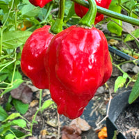 Sweet Moruga - Seeds - The Pepper Pantry (Formerly Marie Sharp's)