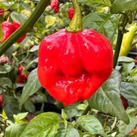 Sweet Moruga - Seeds - The Pepper Pantry (Formerly Marie Sharp's)