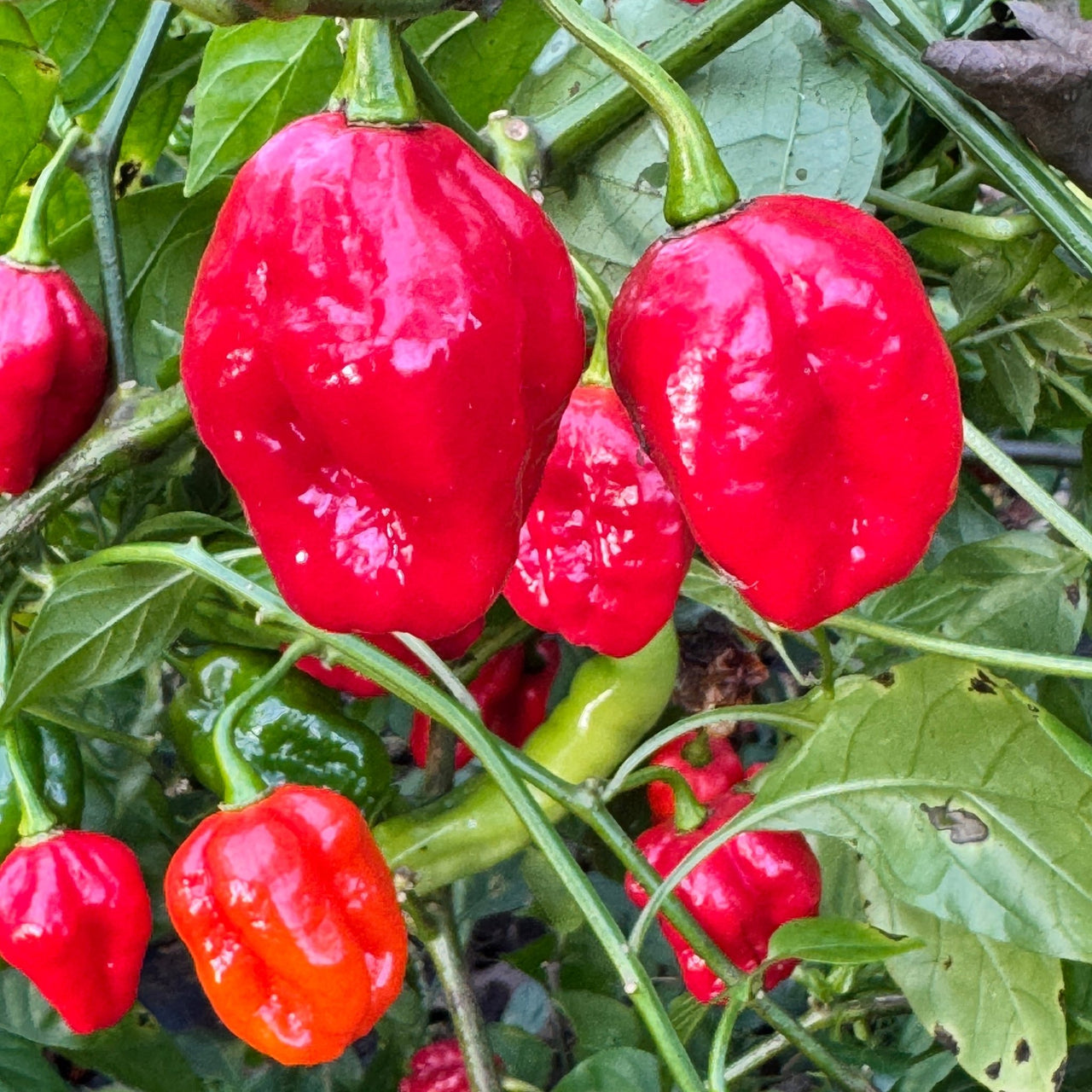 Sweet Moruga - Seeds - The Pepper Pantry (Formerly Marie Sharp's)