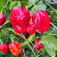 Sweet Moruga - Seeds - The Pepper Pantry (Formerly Marie Sharp's)