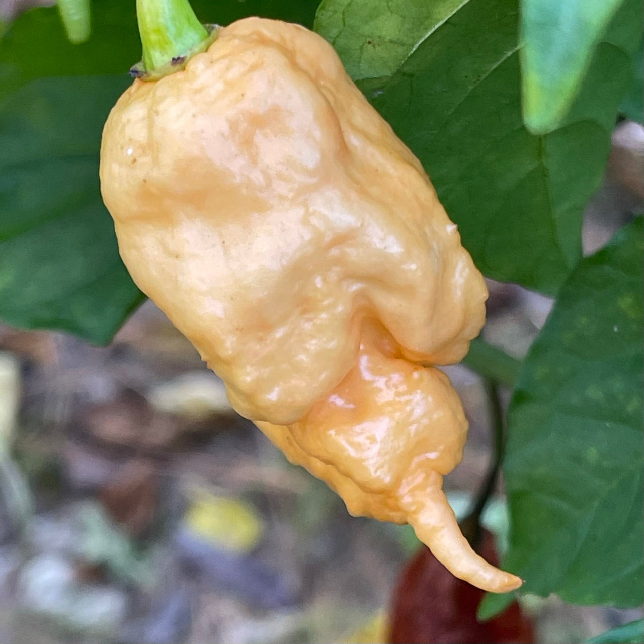 Thors Hammer Peach - Seeds - The Pepper Pantry (Formerly Marie Sharp's)