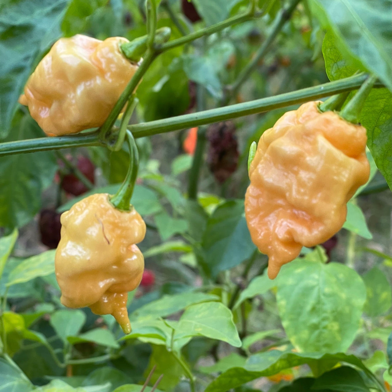 Thors Hammer Peach - Seeds - The Pepper Pantry (Formerly Marie Sharp's)
