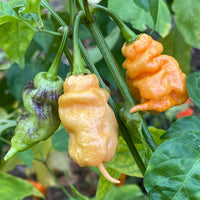 Thors Hammer Peach - Seeds - The Pepper Pantry (Formerly Marie Sharp's)