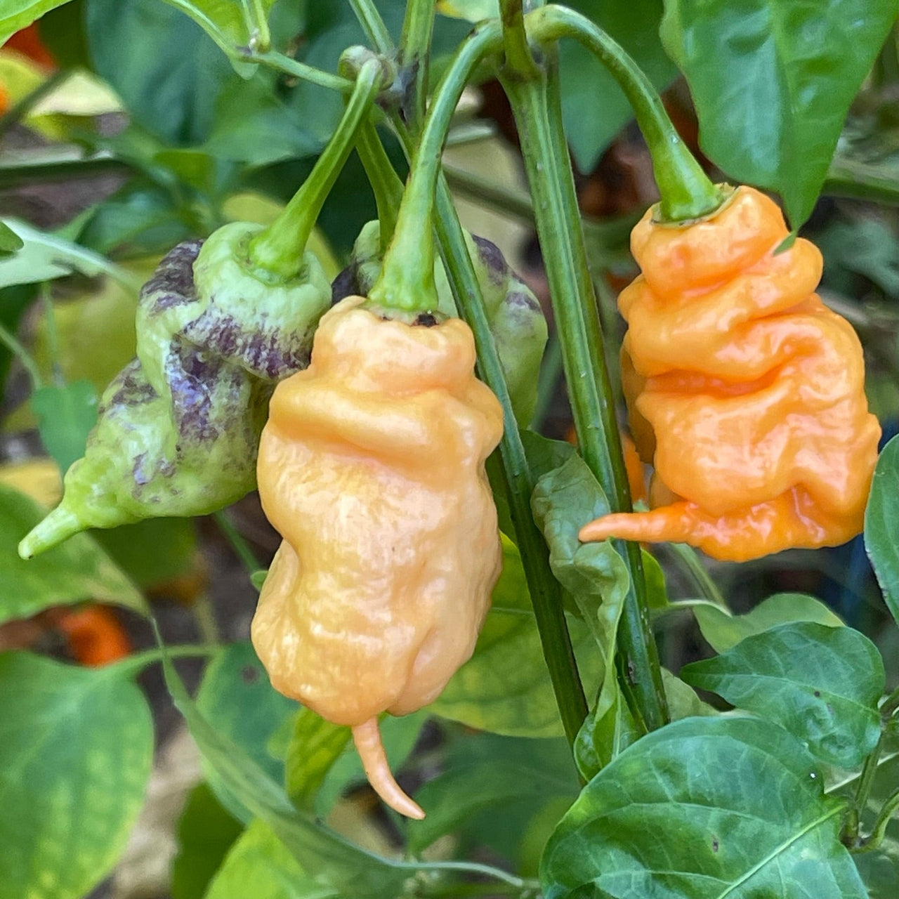 Thors Hammer Peach - Seeds - The Pepper Pantry (Formerly Marie Sharp's)