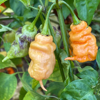 Thors Hammer Peach - Seeds - The Pepper Pantry (Formerly Marie Sharp's)