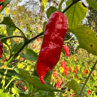 Tombstone Ghost Pepper - Seeds - The Pepper Pantry (Formerly Marie Sharp's)