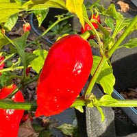 Tombstone Ghost Pepper - Seeds - The Pepper Pantry (Formerly Marie Sharp's)