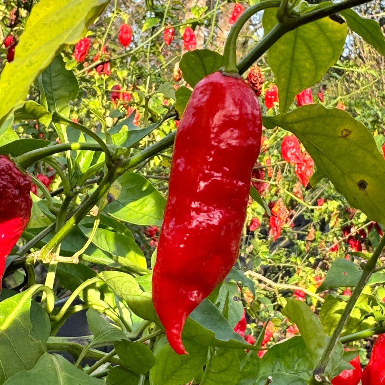 Tombstone Ghost Pepper - Seeds - The Pepper Pantry (Formerly Marie Sharp's)