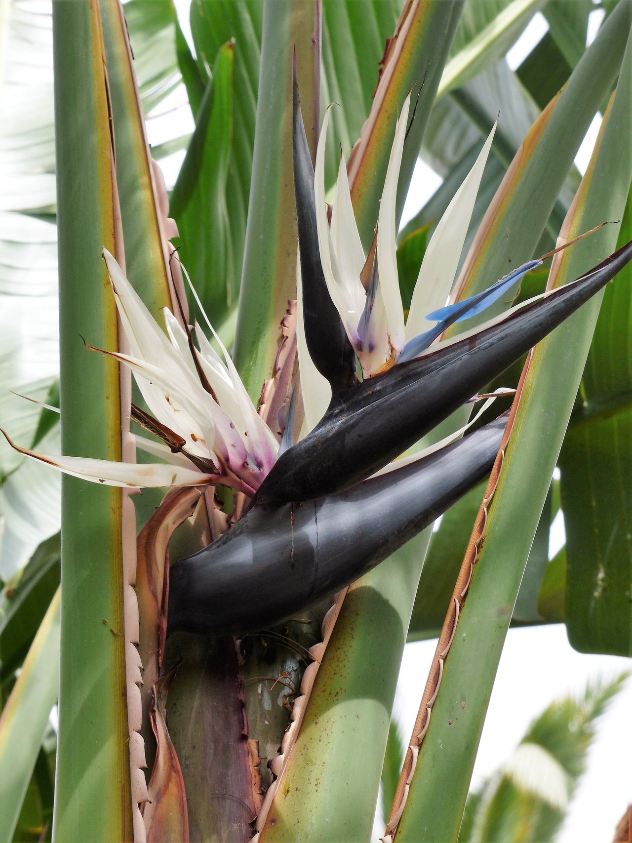5 GIANT BIRD OF PARADISE Tree Strelitzia Nicolai Wild Banana White Crane Blue Purple Flower Houseplant Seeds