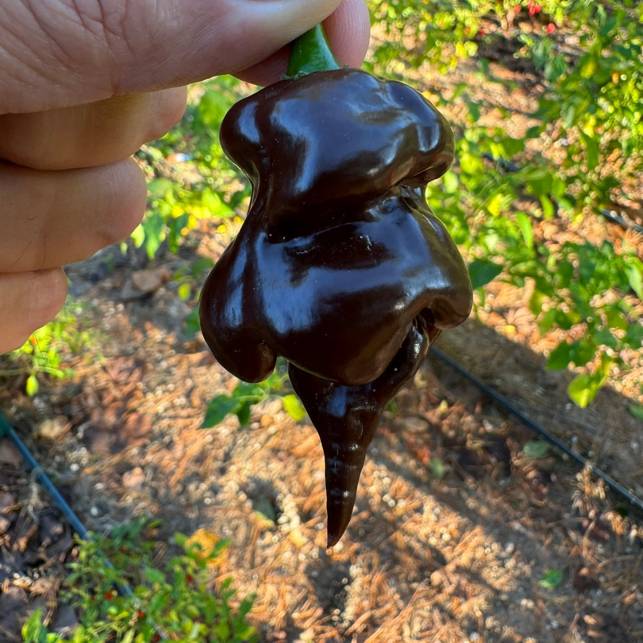 Trinidad Scorpion X Congo Chocolate - Seeds - The Pepper Pantry (Formerly Marie Sharp's)