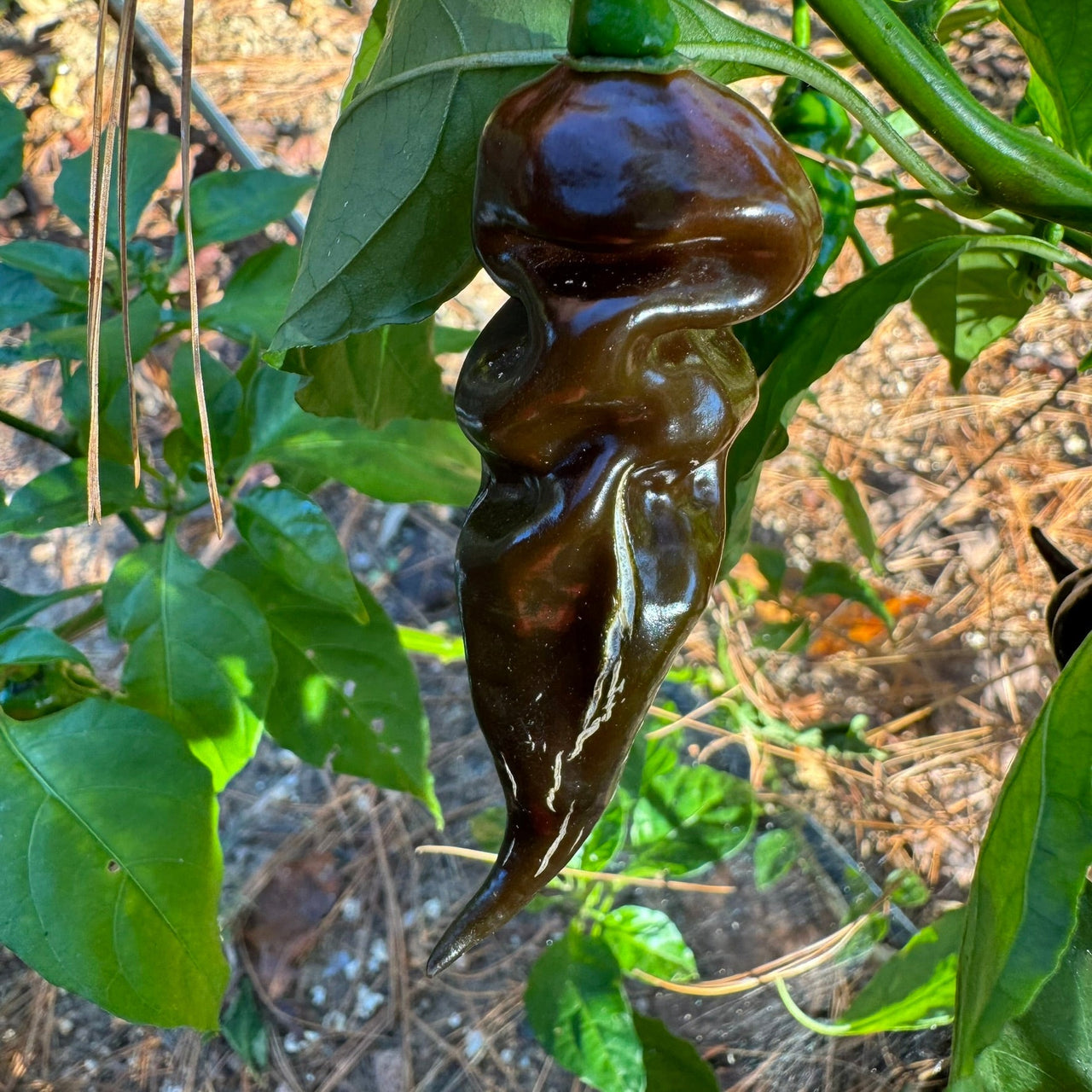 Trinidad Scorpion X Congo Chocolate - Seeds - The Pepper Pantry (Formerly Marie Sharp's)