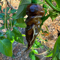 Trinidad Scorpion X Congo Chocolate - Seeds - The Pepper Pantry (Formerly Marie Sharp's)