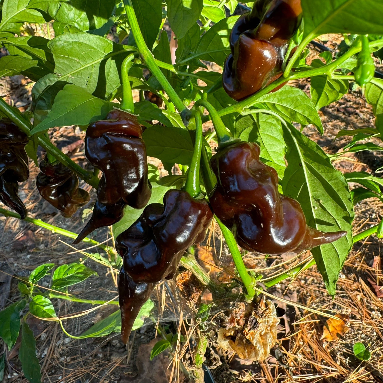 Trinidad Scorpion X Congo Chocolate - Seeds - The Pepper Pantry (Formerly Marie Sharp's)