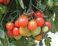 Tumbling Tom Red Tomato Seeds