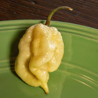 White Moruga Scorpion Pepper Seeds - The Pepper Pantry (Formerly Marie Sharp's)