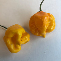 Yellow Reaper Cross - Seeds - The Pepper Pantry (Formerly Marie Sharp's)