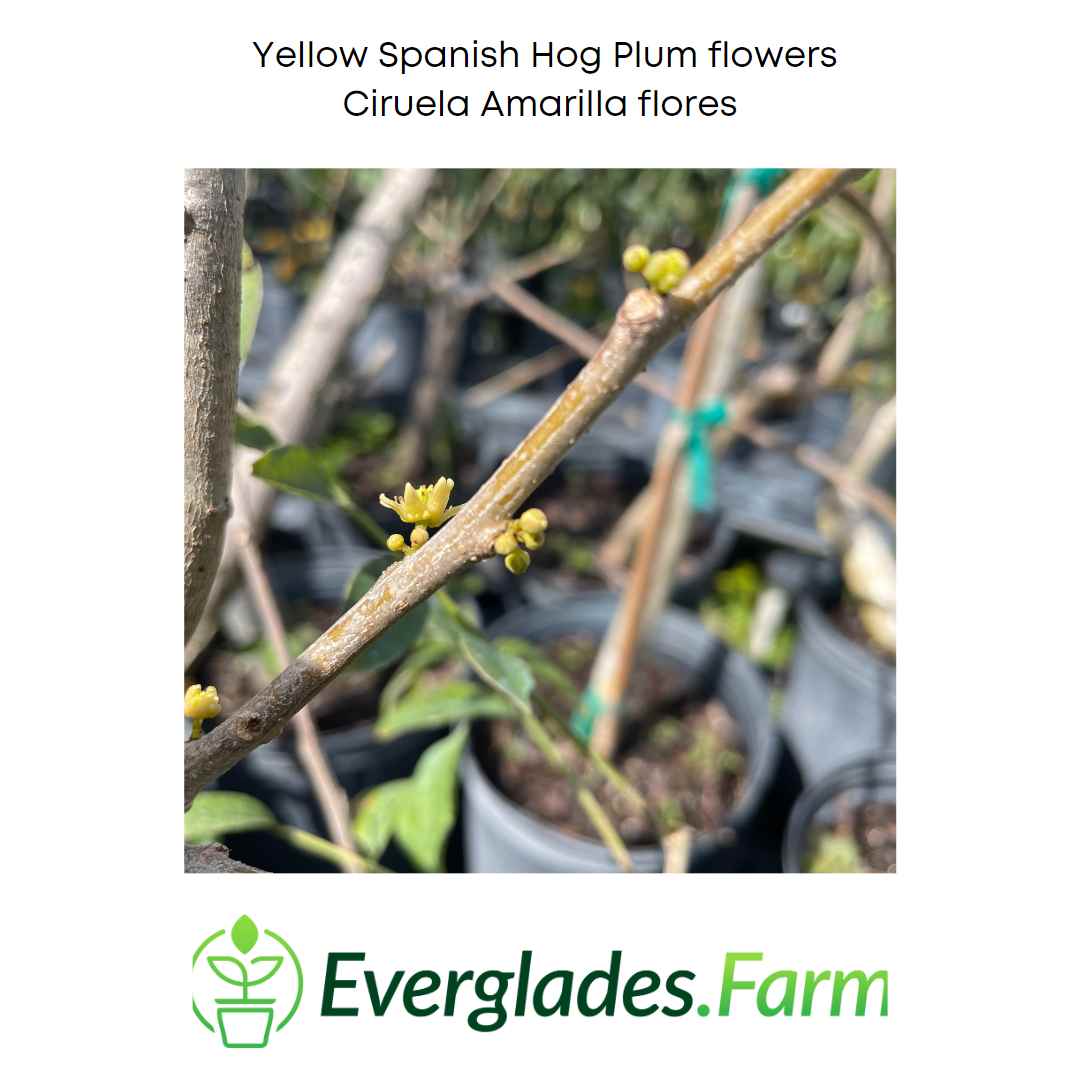 Yellow Spanish/Hog Plum, Ciruela, Jocote Amarillo, Tree