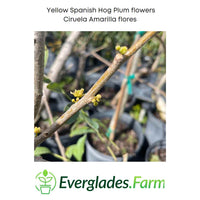 Yellow Spanish/Hog Plum, Ciruela, Jocote Amarillo, Tree