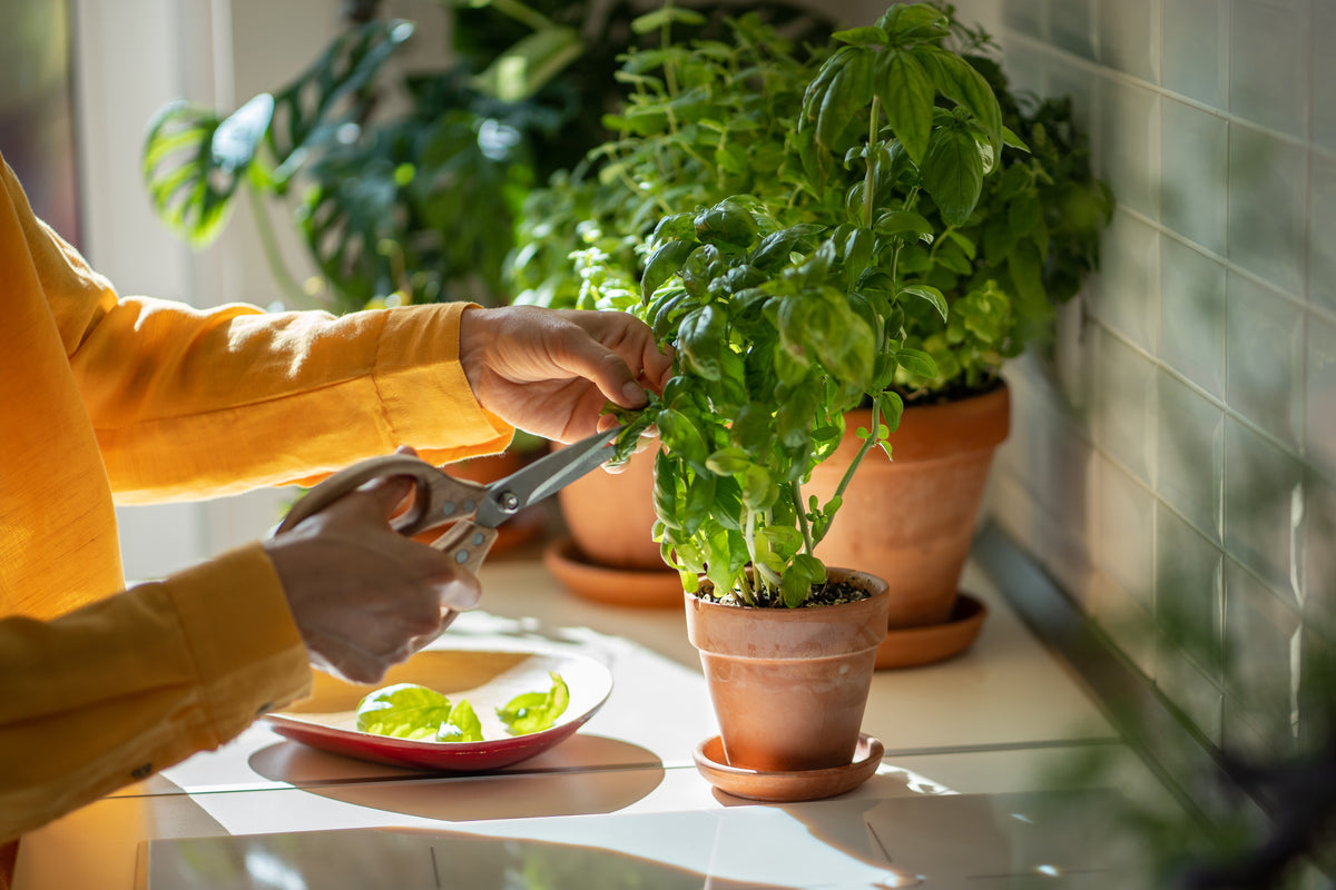 Home-grown leafy greens being harvested indoors with scissors near a bright window