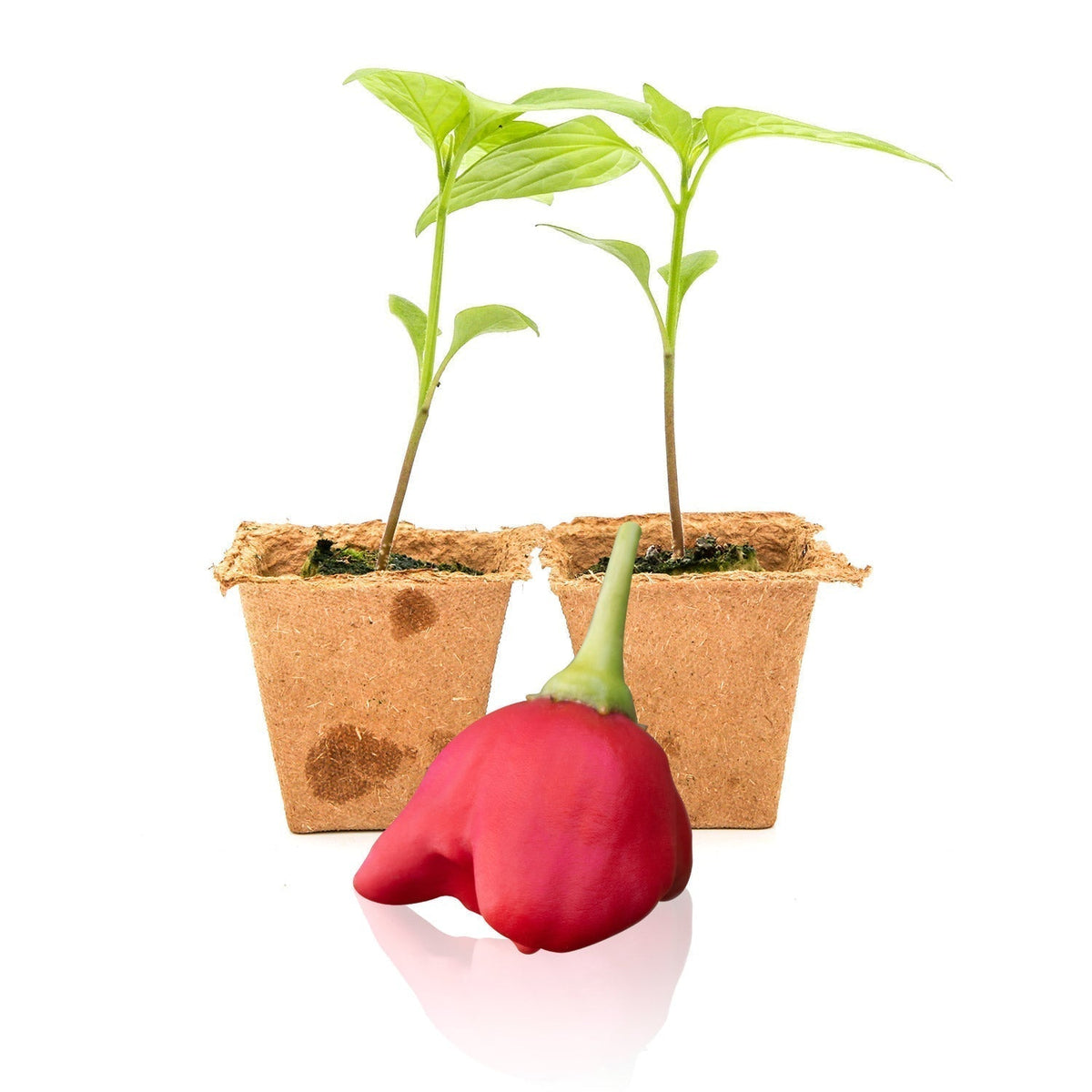 Harvesting your Hot Peppers!