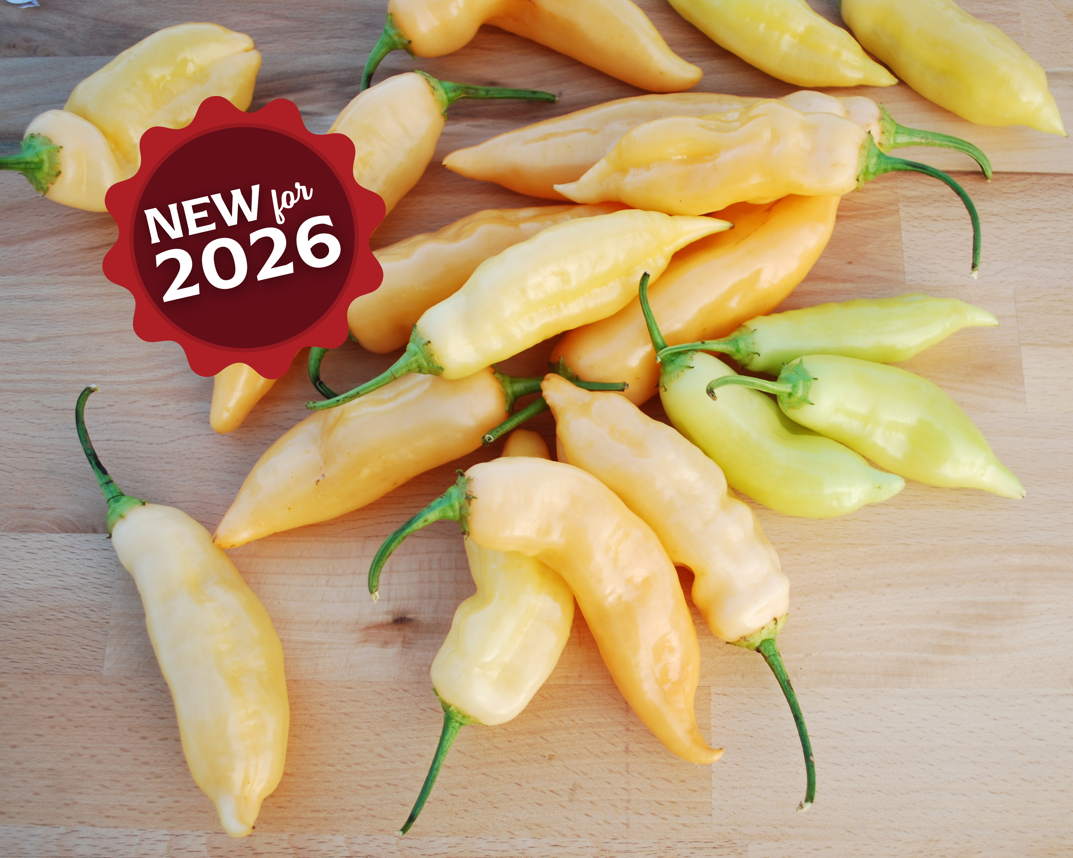 How to Grow Capsicum baccatum from Seed: Aji Peppers, Sugar Rush & More