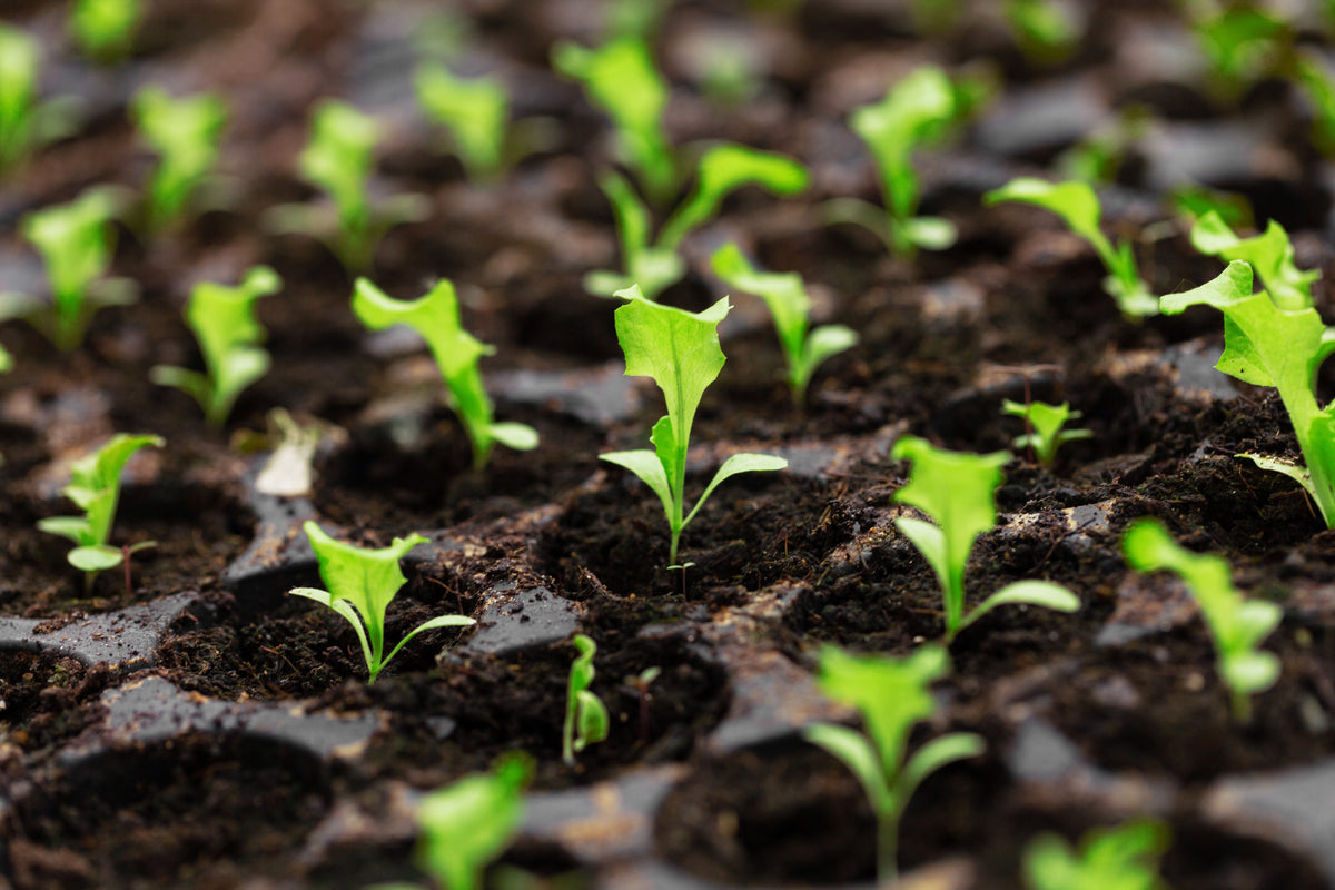 Young green lettuce seedlings growing in rows in garden soil