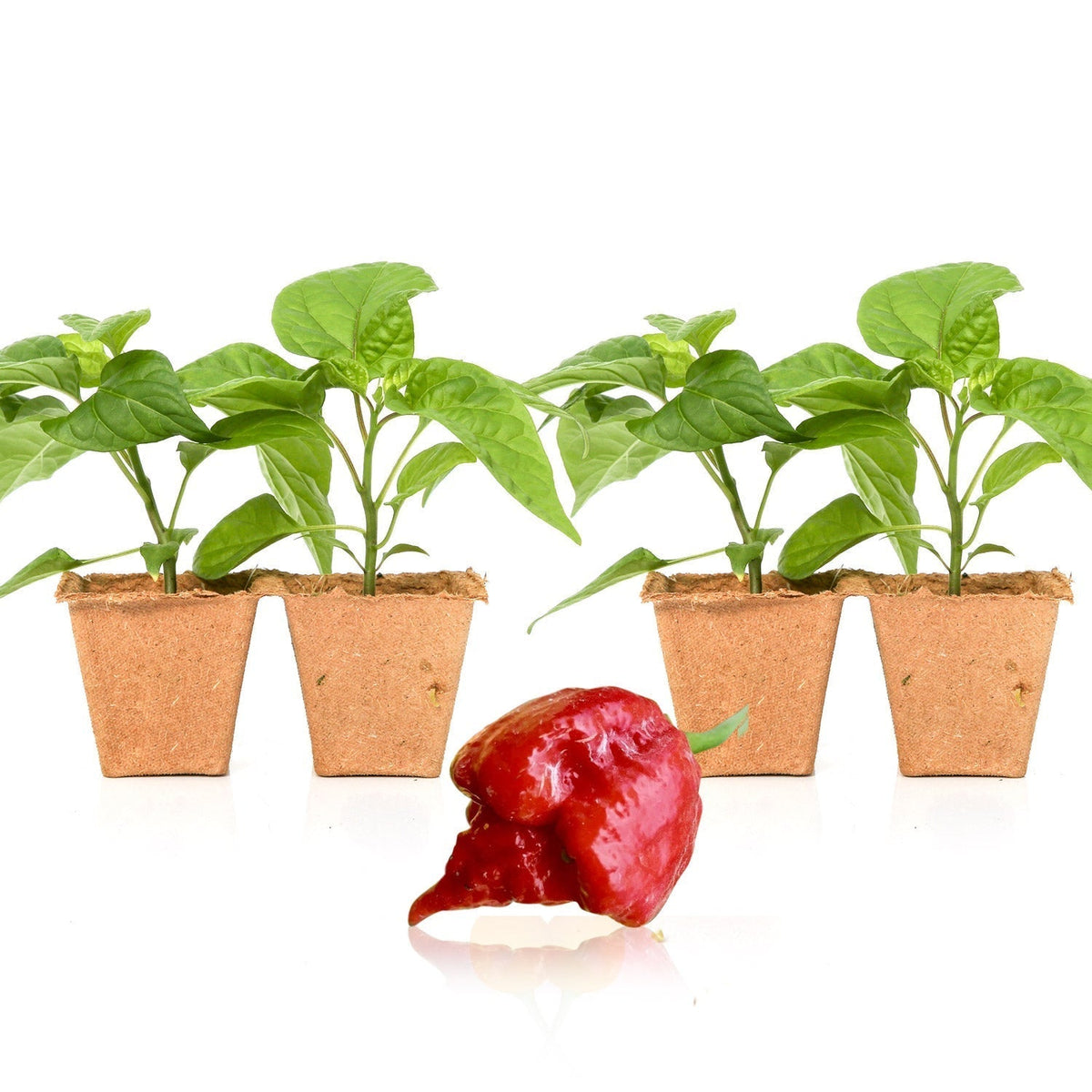 Cultivating Hot Pepper Plants from Seedlings